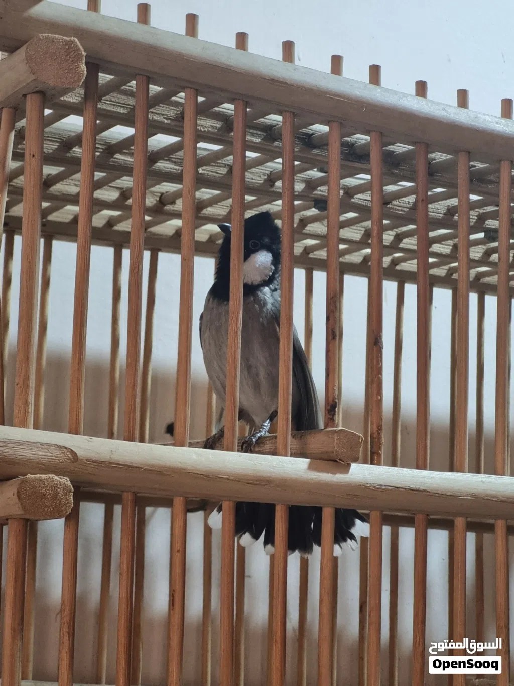 بلبل ربه بس ما يطلع بره