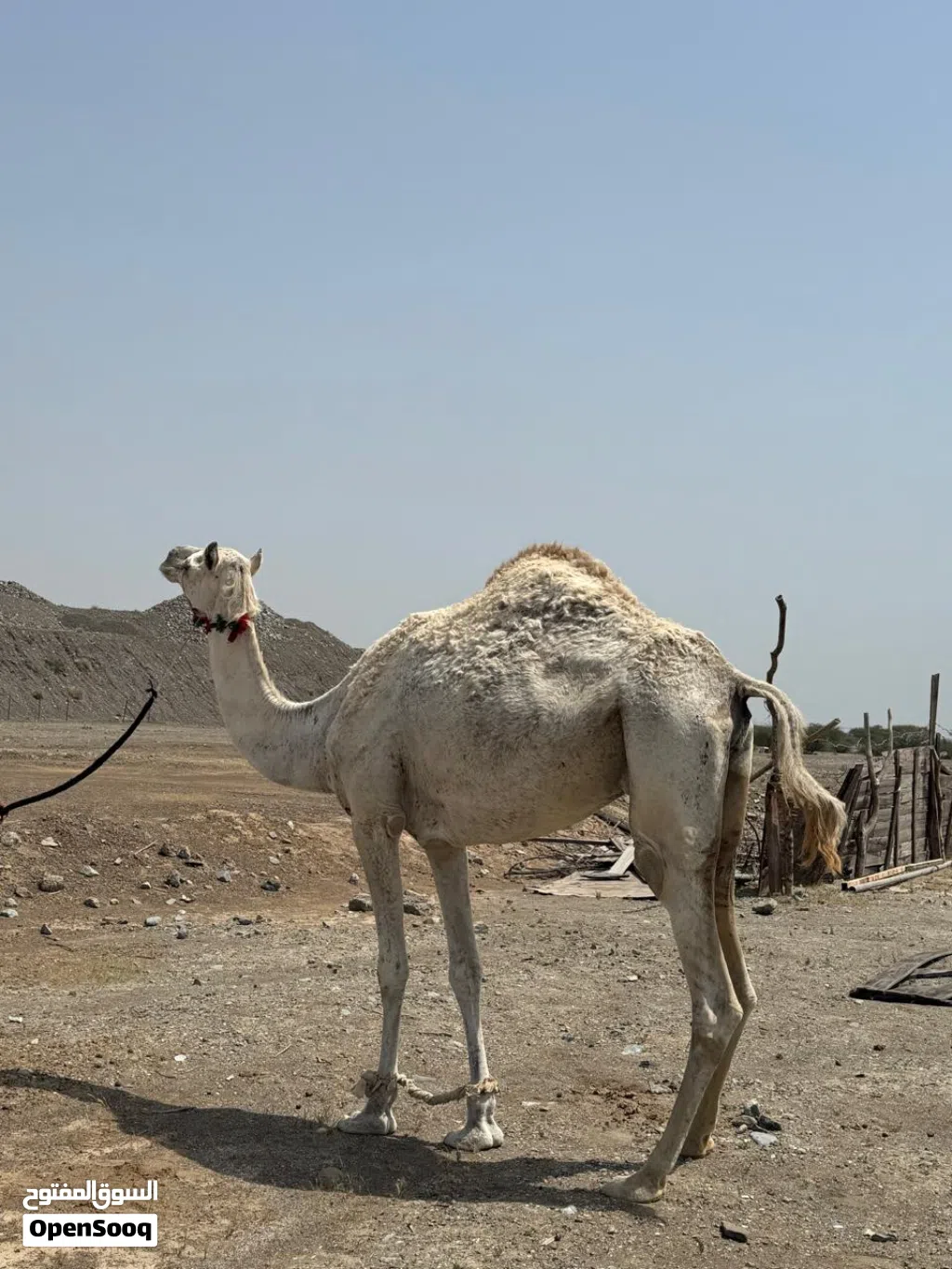 للبيع ناقه سودانيه مدنيي من بعير منتج رموز باقي تفاصيل خاص واتساب
