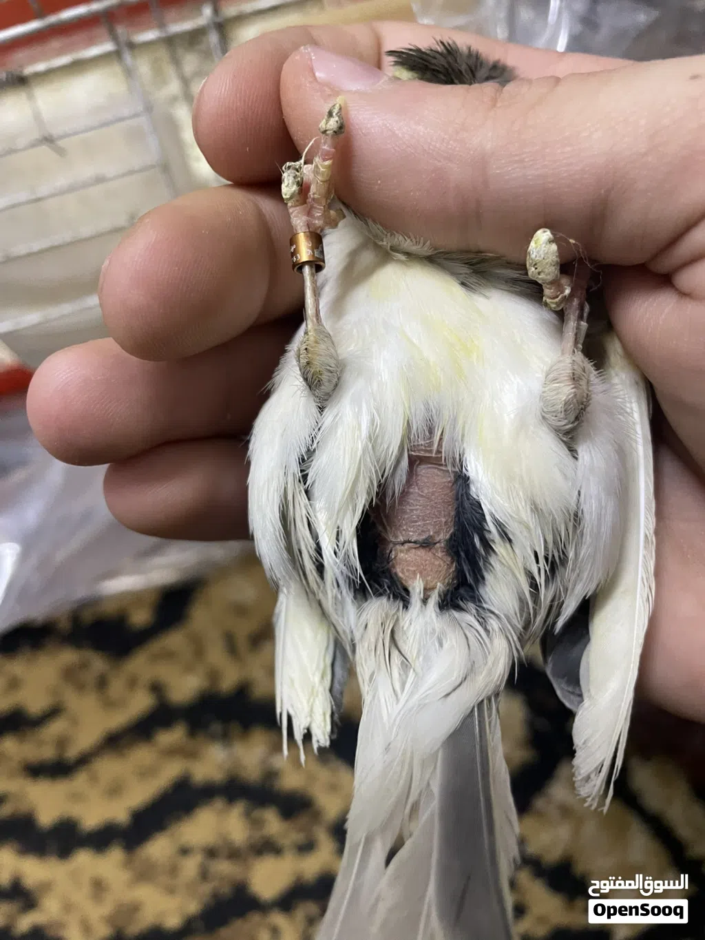 طيره مهرج برتغالي جاهزه فل بتجنن