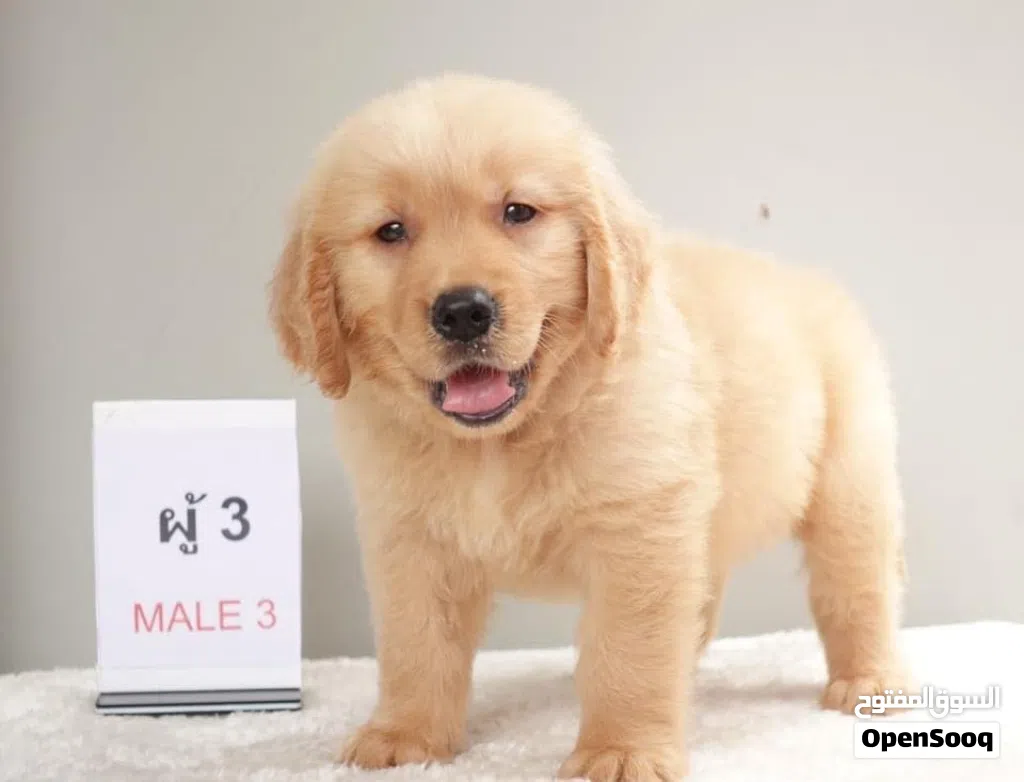 Golden Retriever Puppies