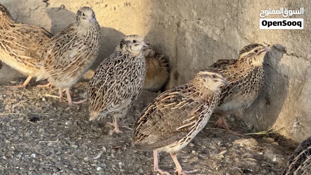 للبيع طيور سمان بالجملة
