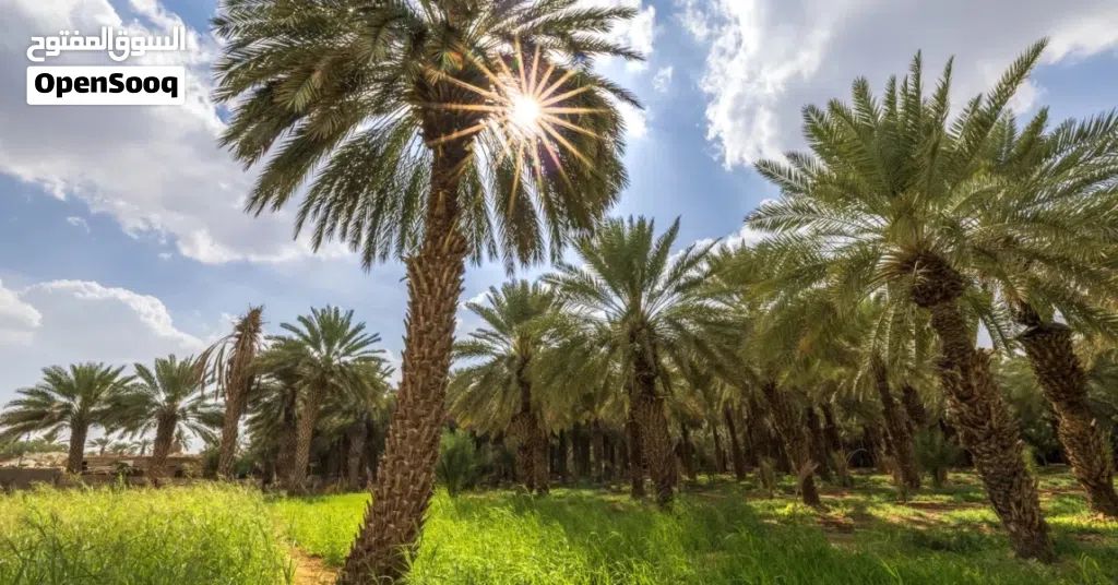 مزرعه لاستطناء نخيل وعديد م الاشجار