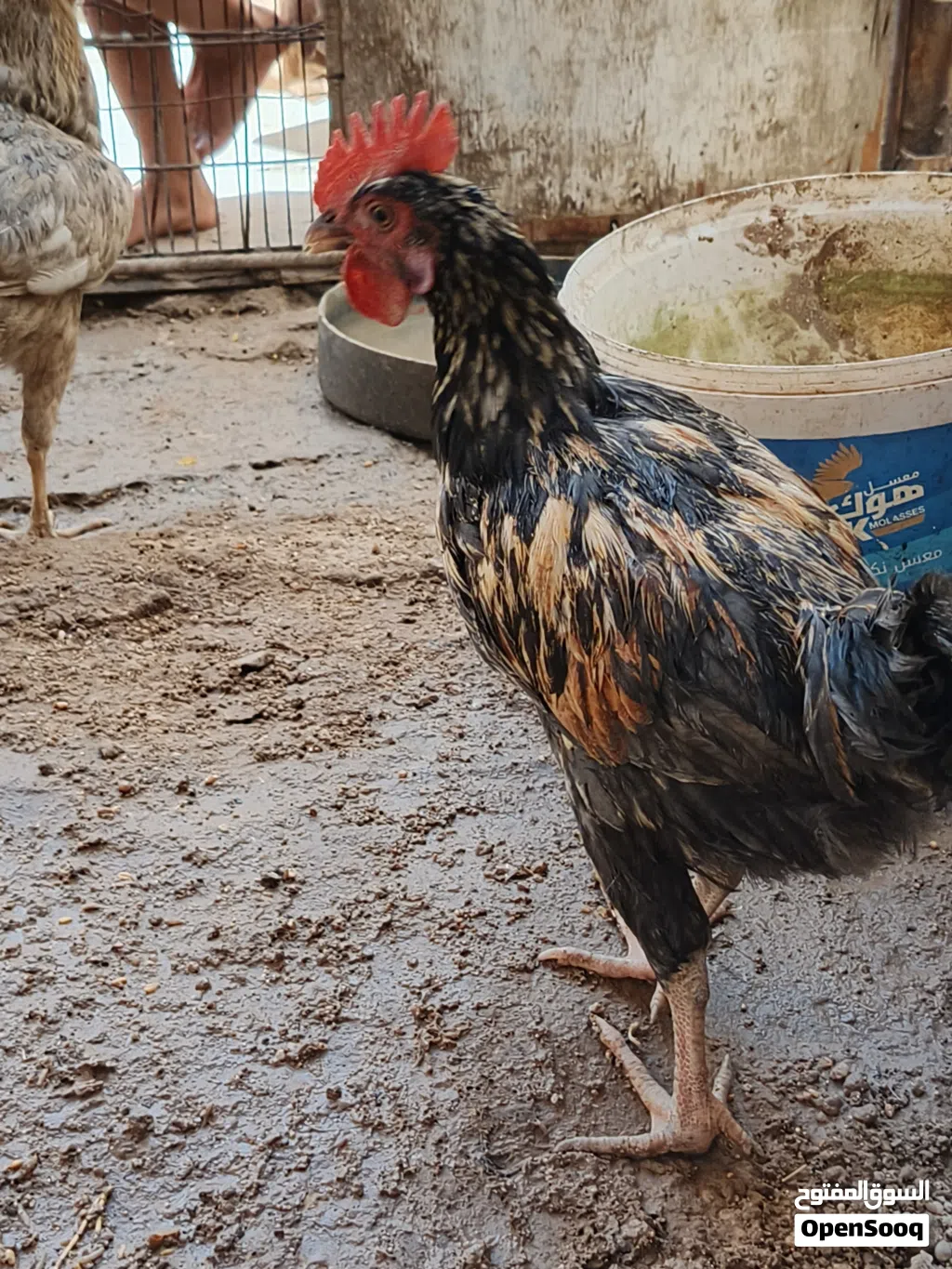 ديج عمر4اشهرمع دجاجه كافه للبيع السكن ابتنومه الشراي يجي خاص