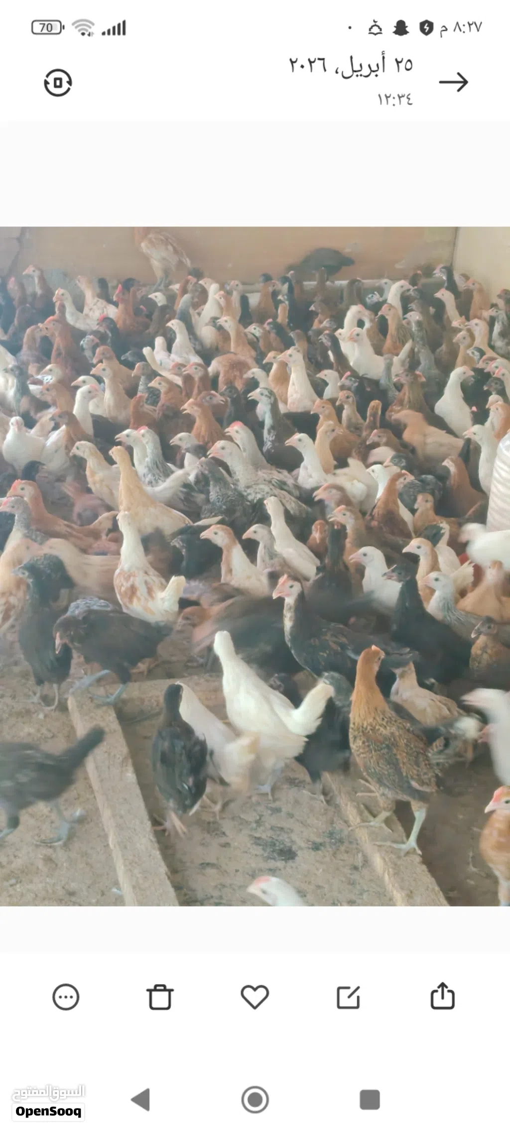 دجاج سعر الحبه ريال