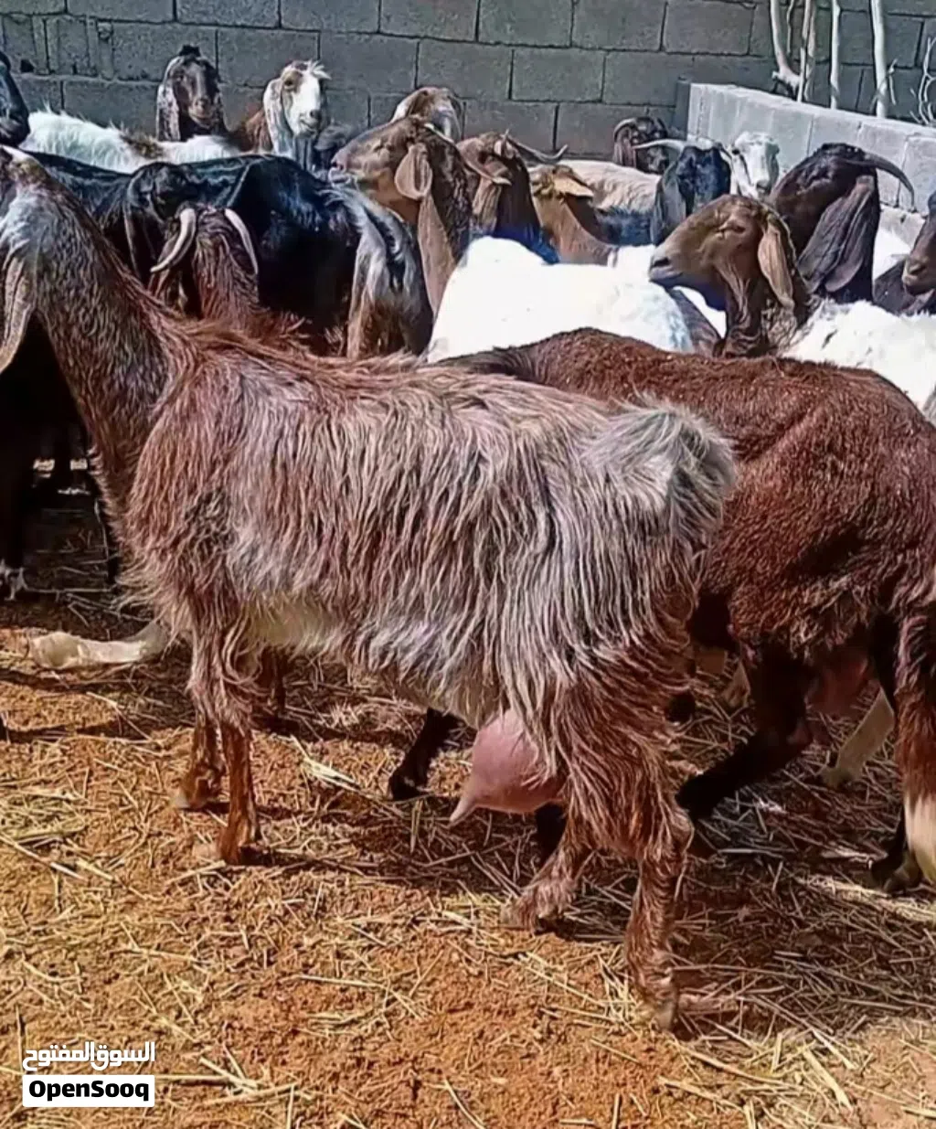 معيز تبارك الله