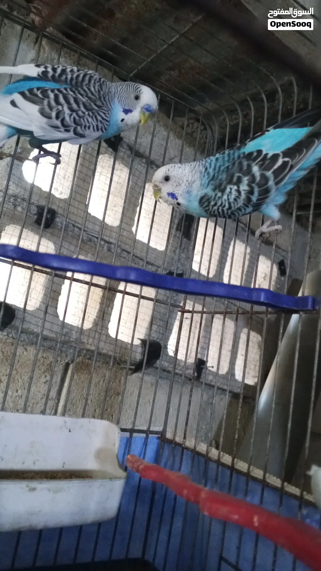 عصافير حب وجنة للبدل