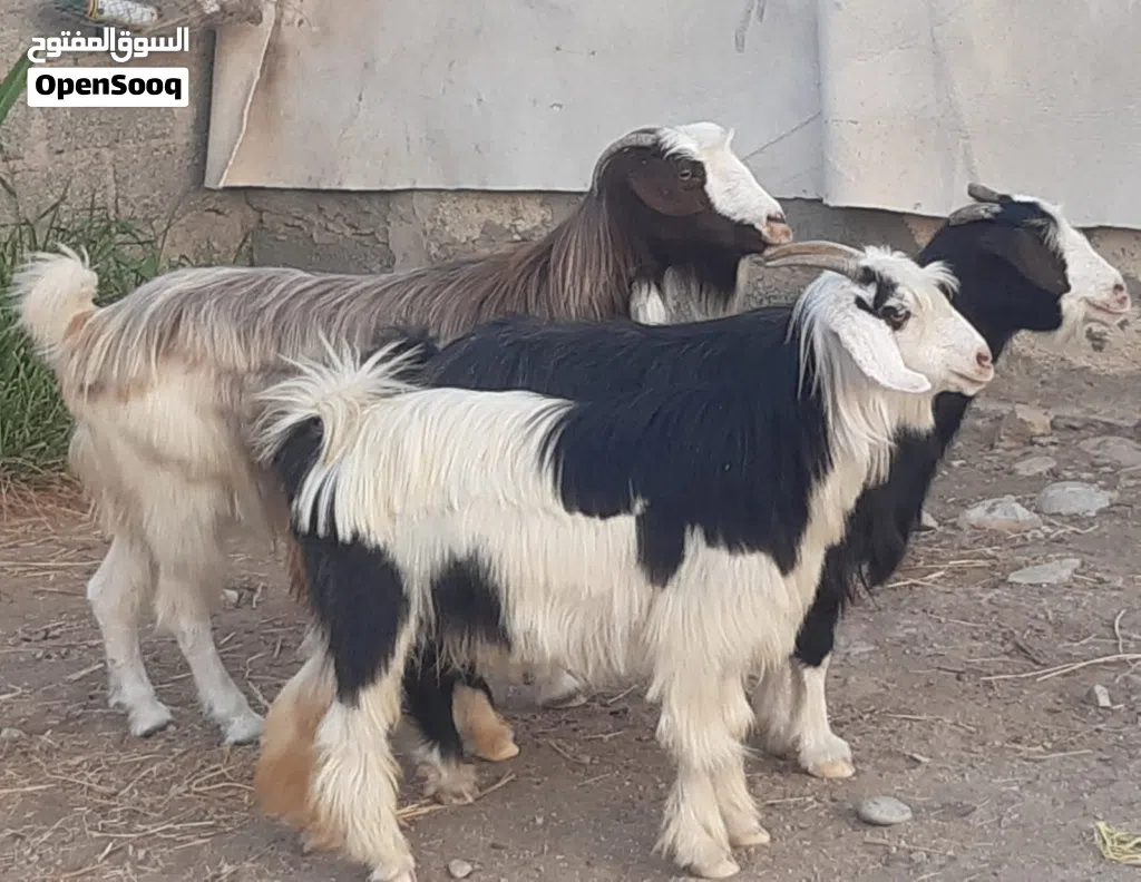 رموج جباليات ماشاء الله تبارك الله حلال نظيف لذبح او تربية
