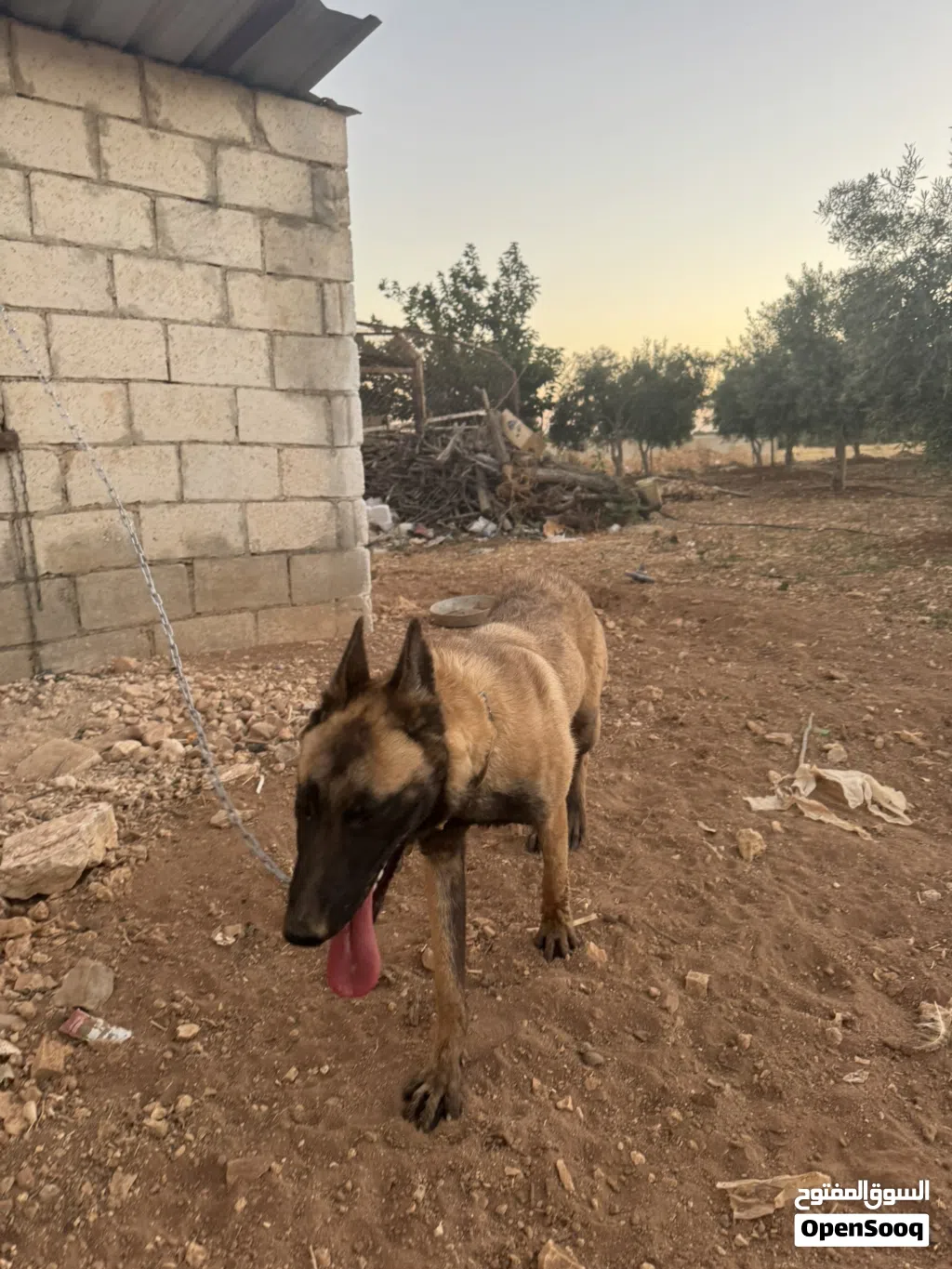 بلجيكي مالينوا