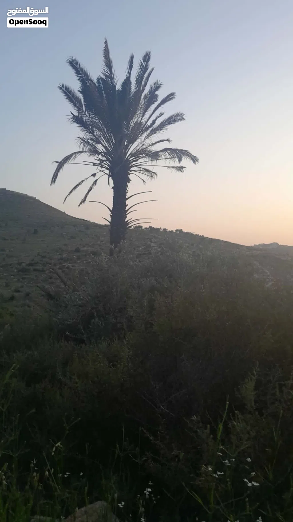 اراضي بقرى جنين طابو سلطه كميه كبيره