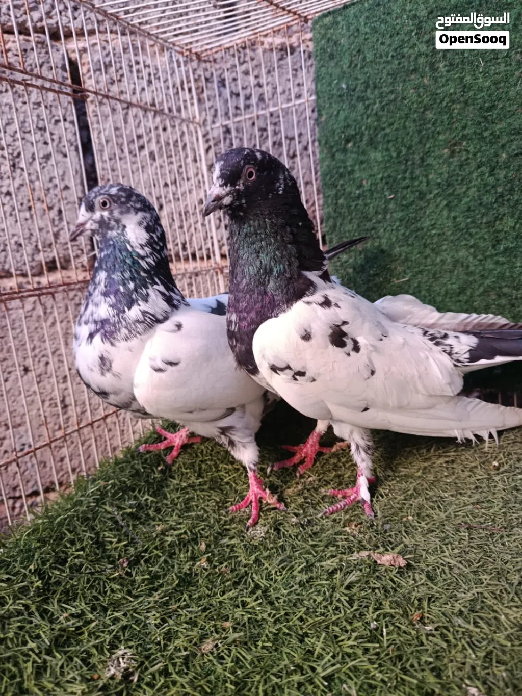 كوبيه بكستاني