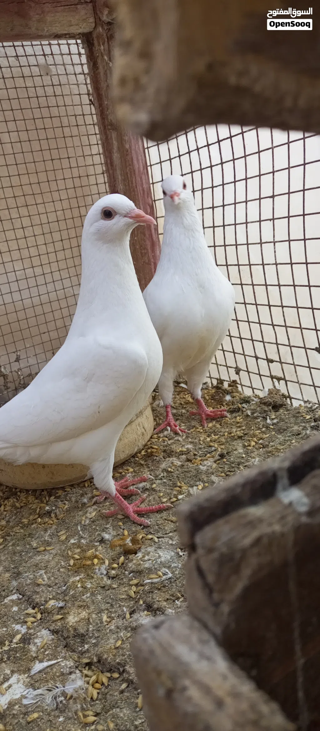 جوزين فرنسي بيور بزره اصليه نقيه ميه بالميه
