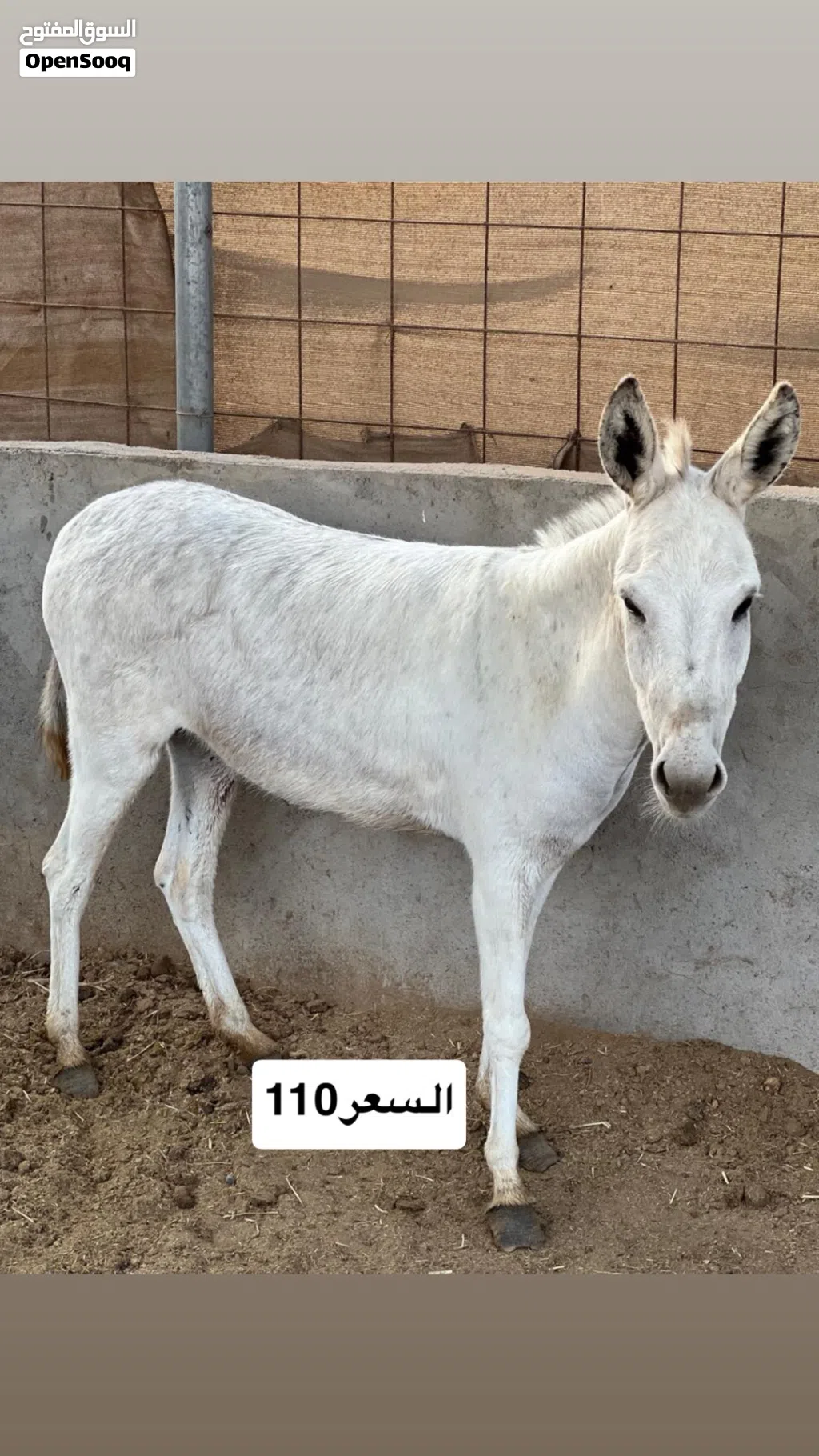 حمير للبيع صحتهن ممتاز