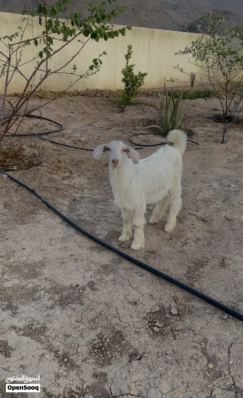 صخل من حلال الجواميد