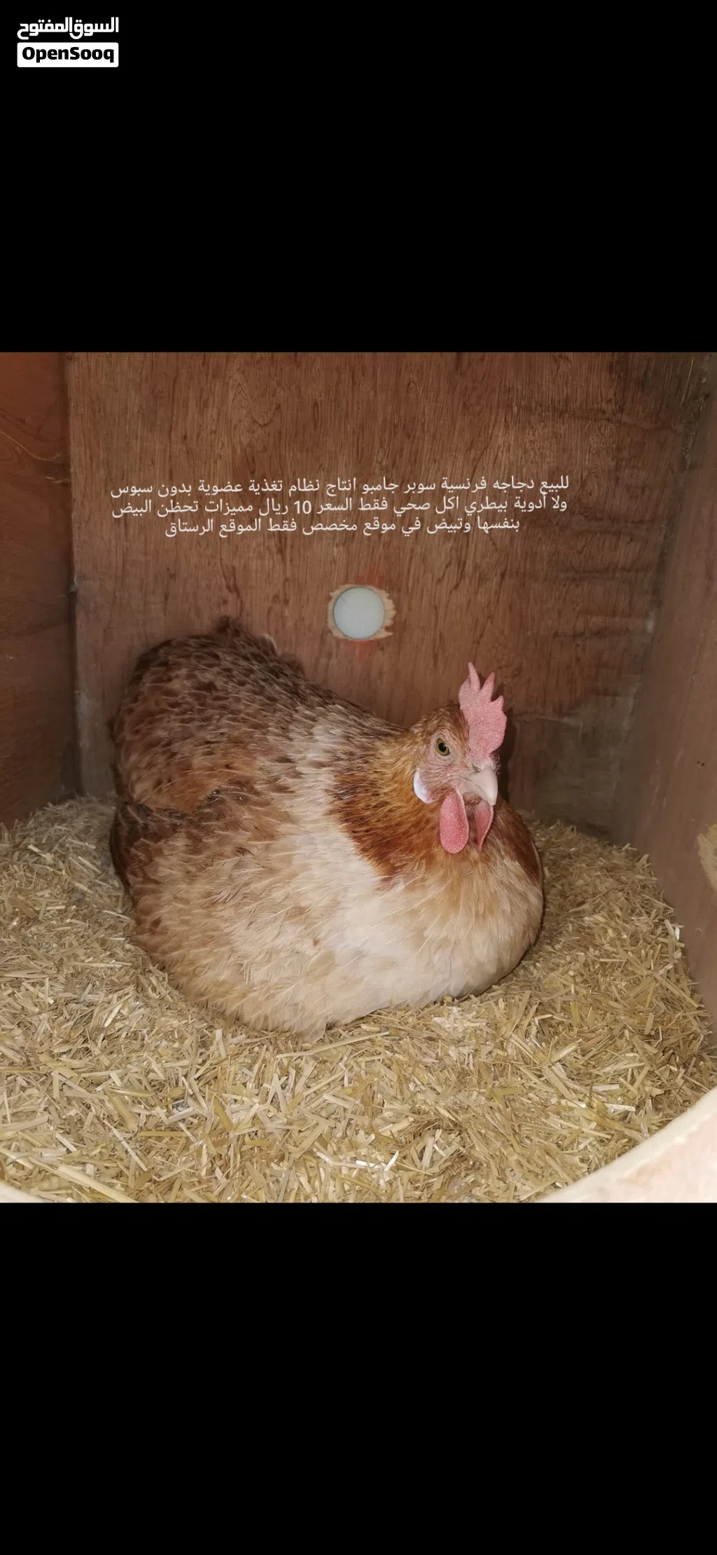 للبيع دجاجه فرنسية سوبر جامبو