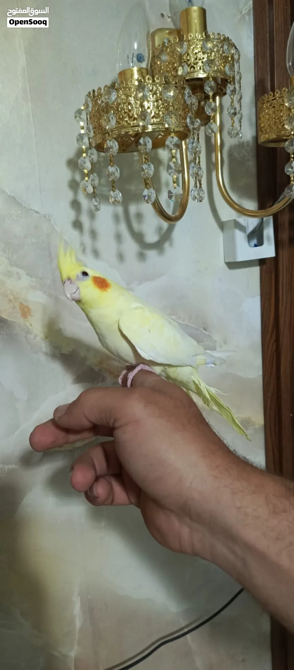 كوكتيل أليف لاتينو عين حمرا حجم سوبر جامبو