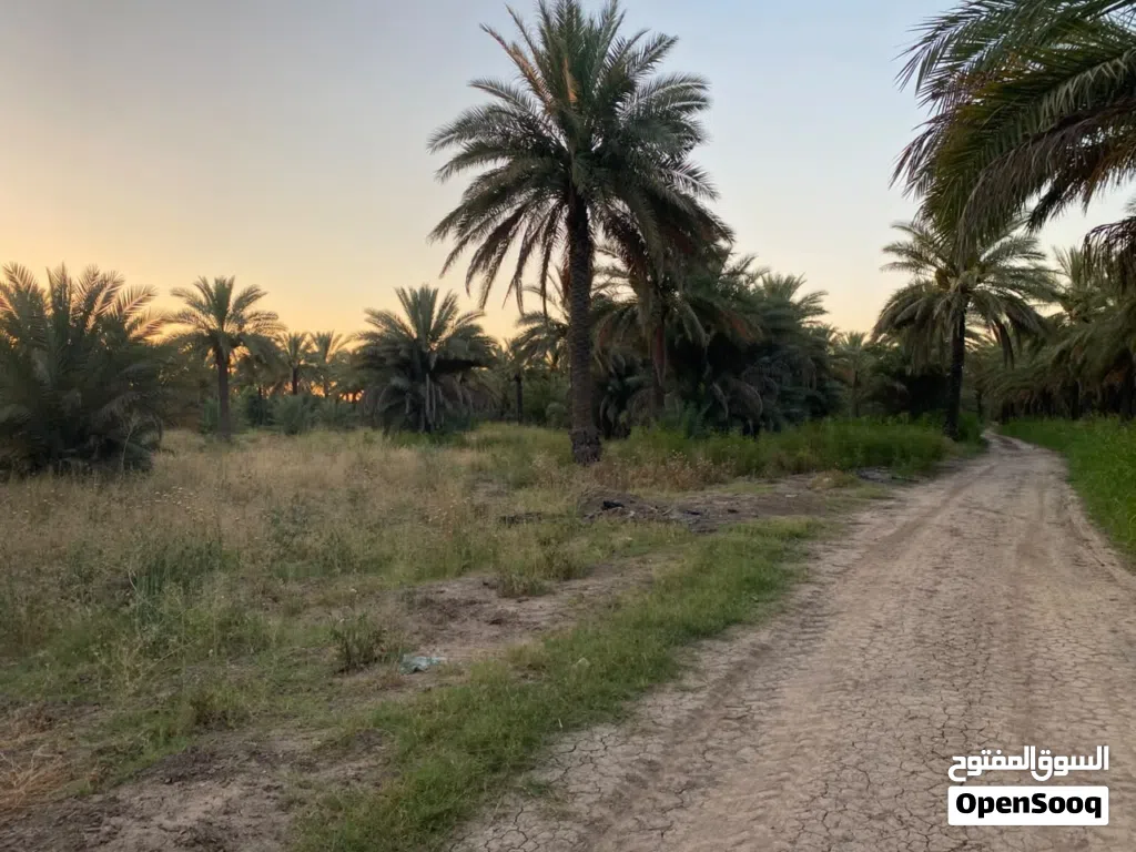نص دونم ( 1،250 ) للبيع
