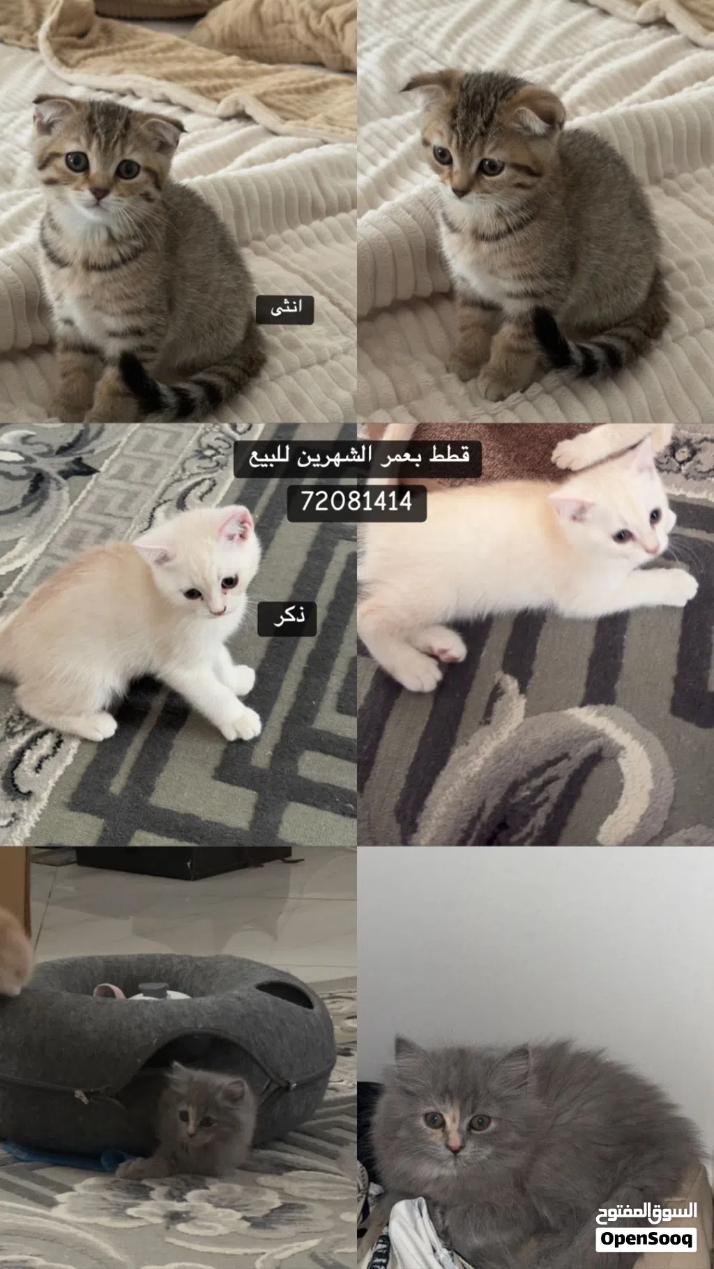 قطط سكوتش ستريت بحاله سليمه للبيع