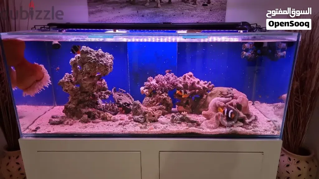 Stunning Large Saltwater Aquarium Setup – Complete & Ready to Run