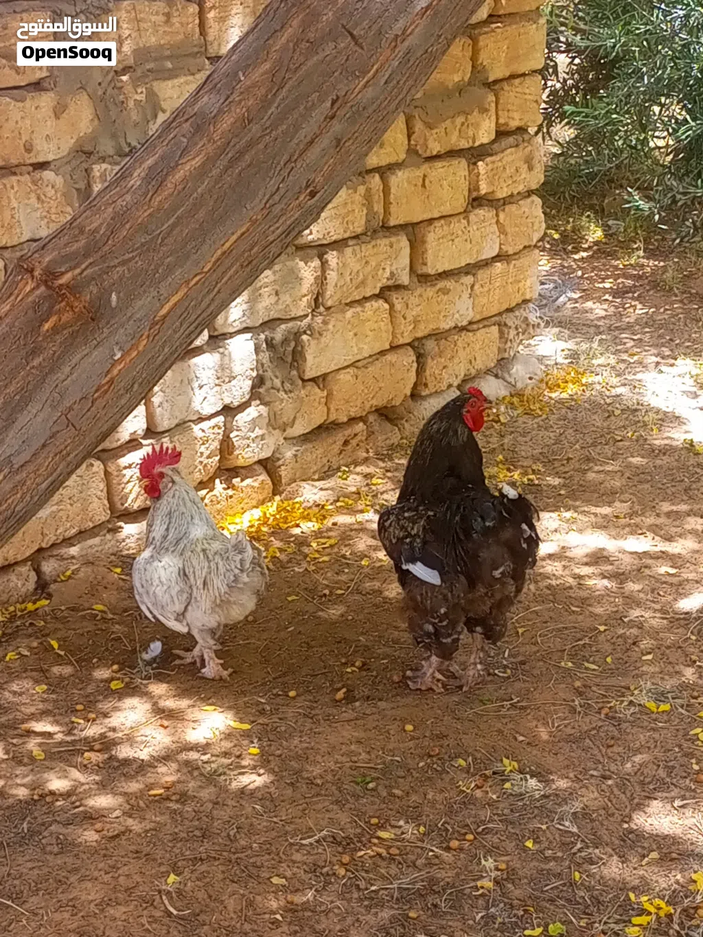 2ديوك ربي يبارك براهما