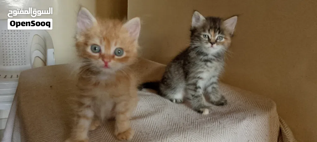 cute baby cat's kittens