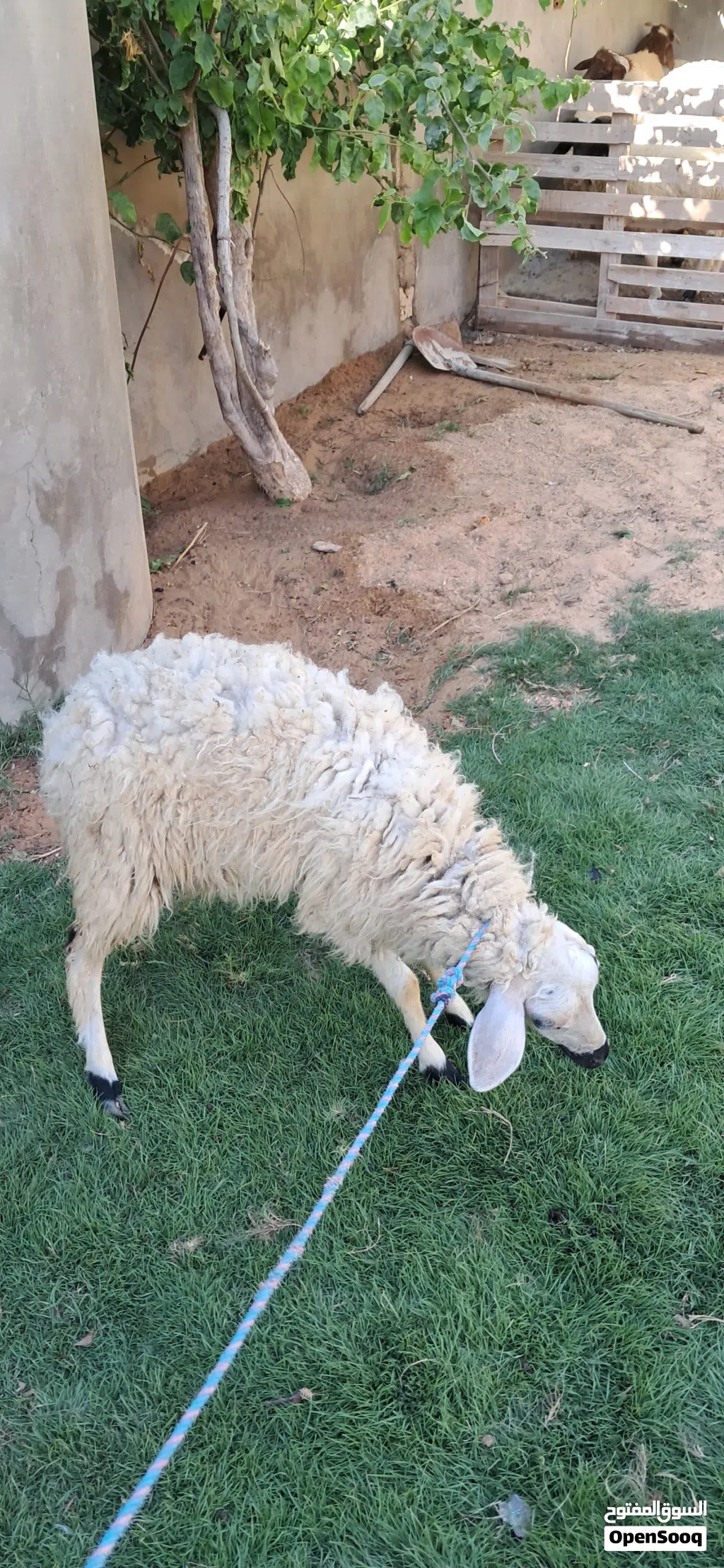 فطيمه البيع الله يبارك عمره في 7وا6 ساوم