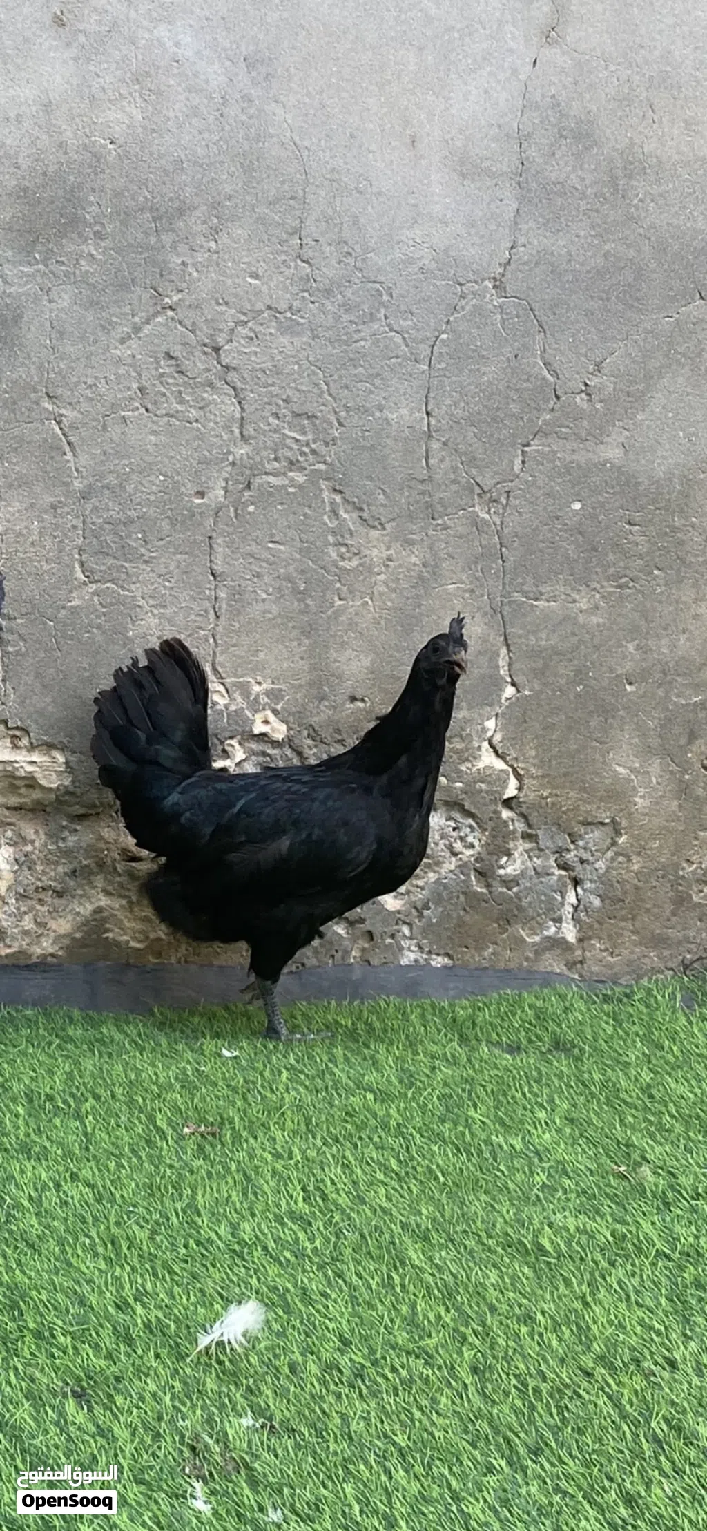 مطلوب دجاج لمبرقيني أندونيسي