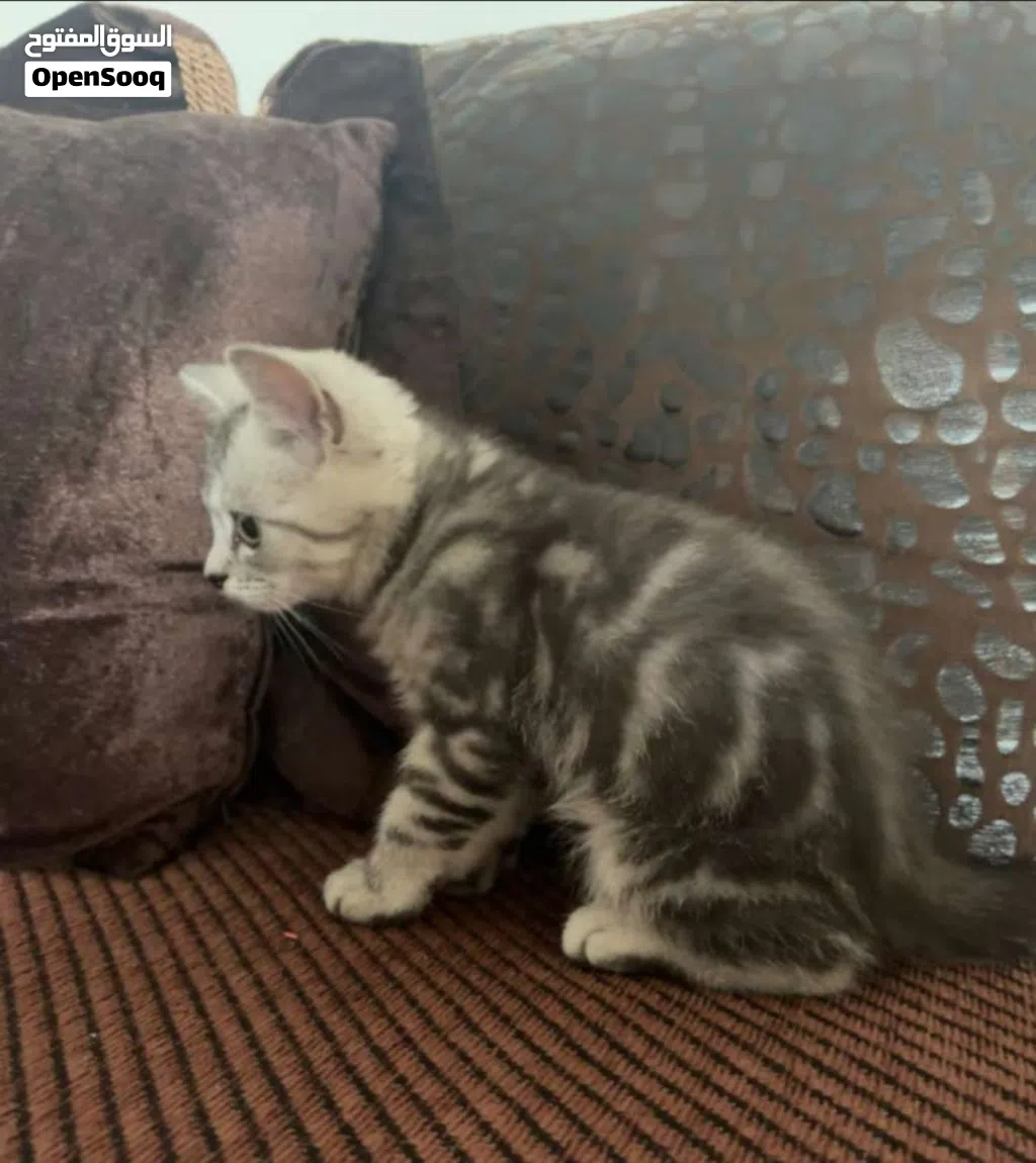 للبيع قط صغير أليف مع كامل مستلزماته