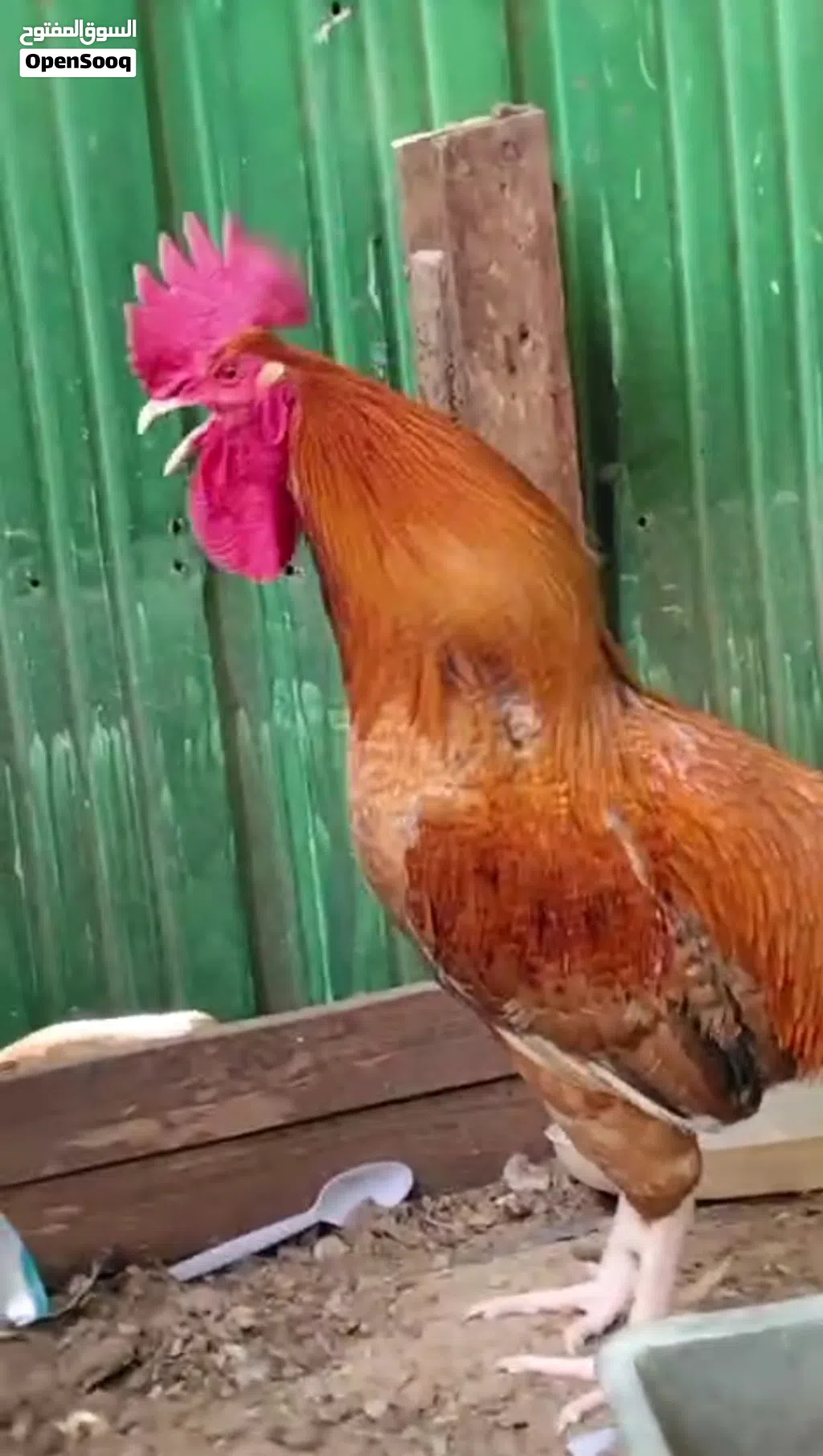 ديك على المنضور بحاله ممتازه العمر سنه و نص