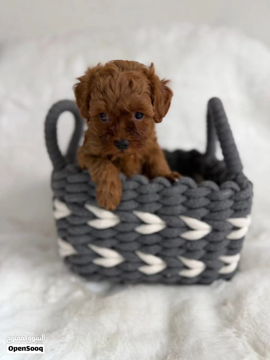 Toy Poodle