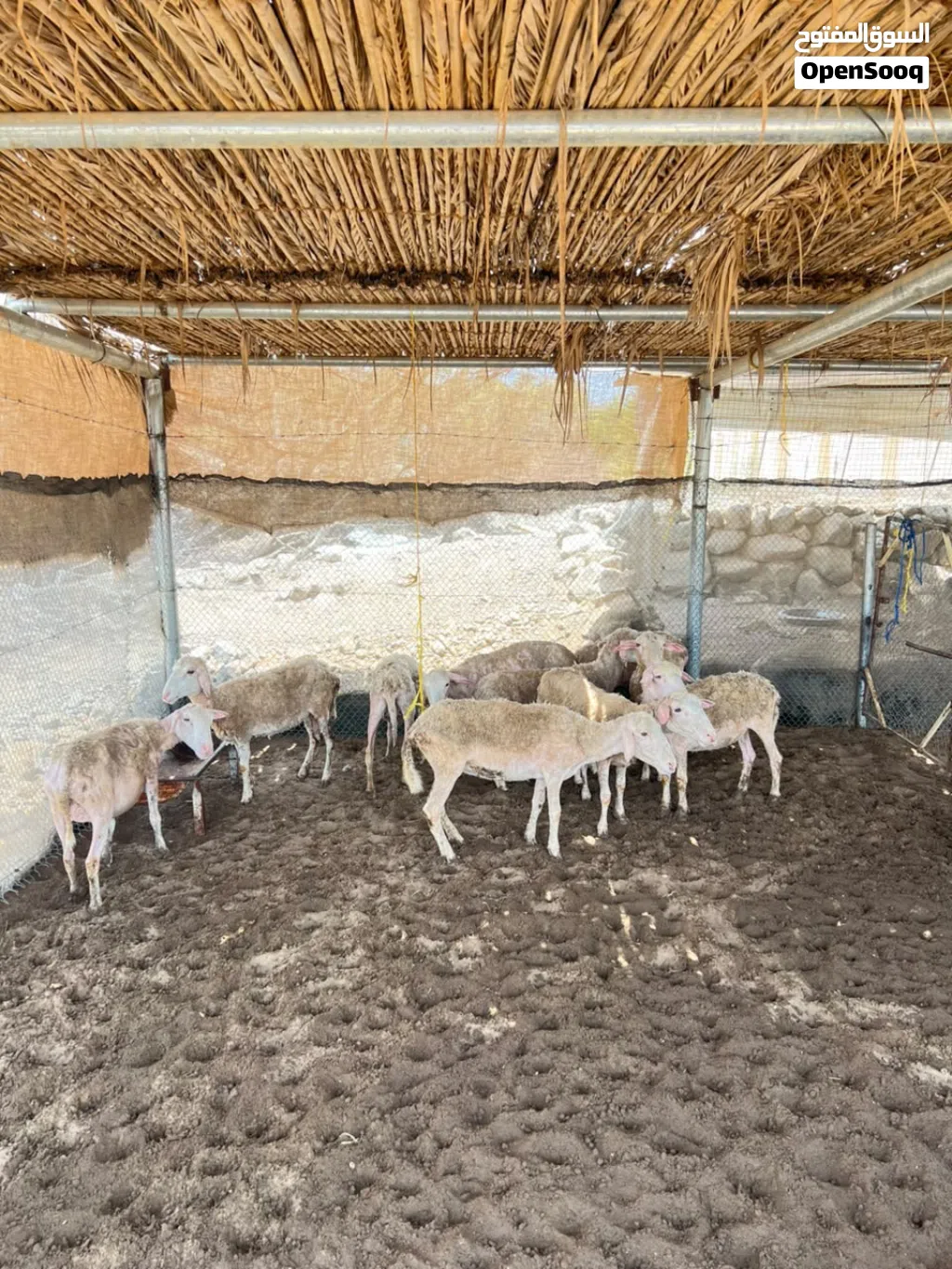 جعد أستراليات
