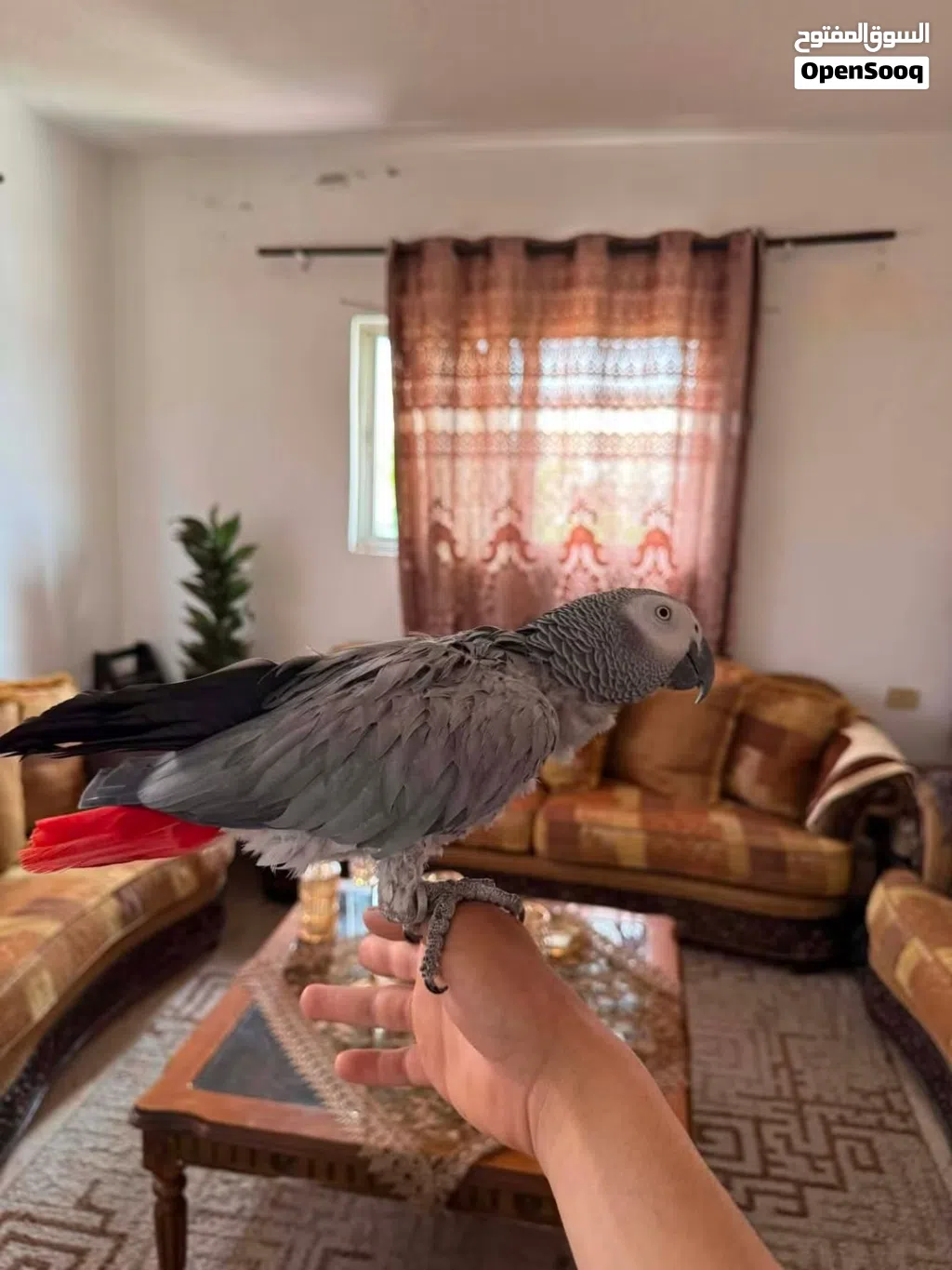 كاسكو متكلم للبيع