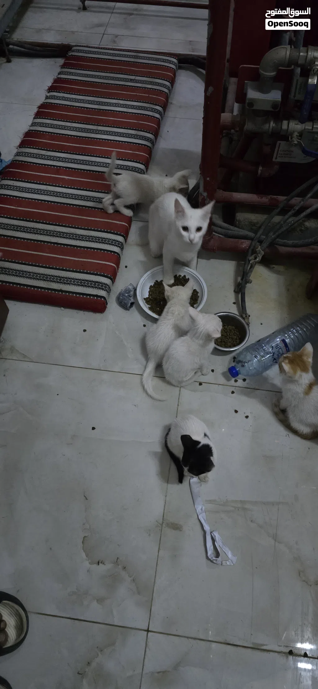 قطط للبيع 6 صغار و2 كبار