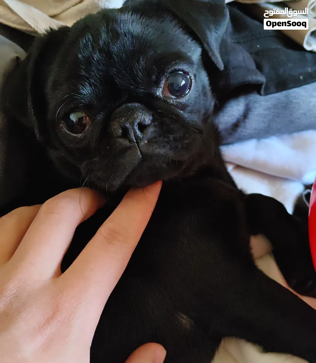 PUG كلب نوع