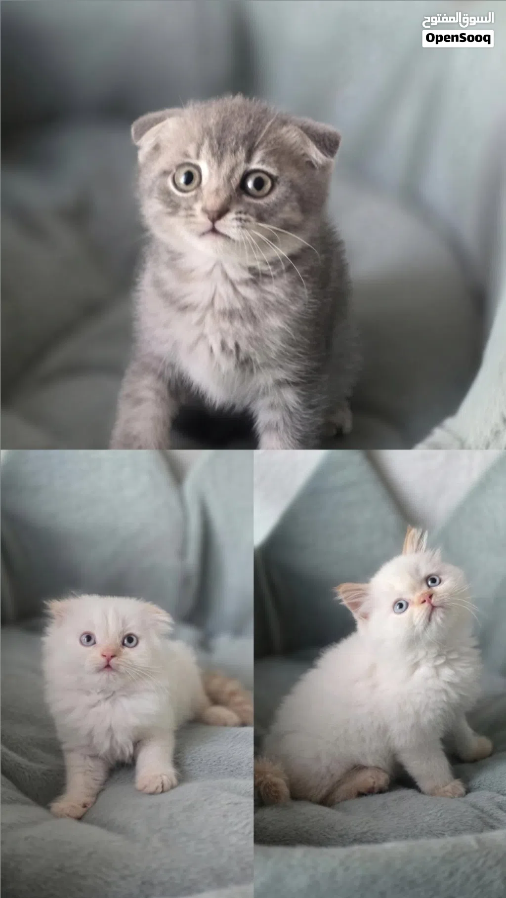 راغدول و سكوتش فولد Ragdoll red point& Scottish fold