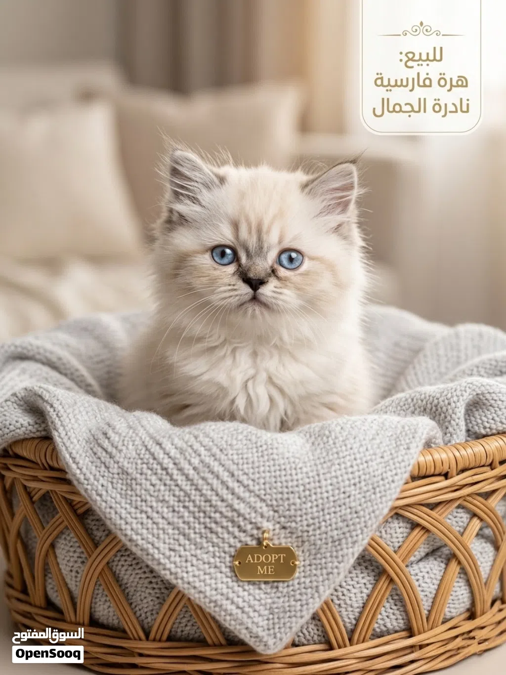 قطط للبيع 2026