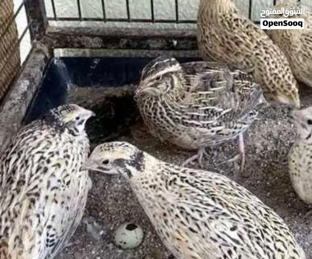 سمان وبط وطيور اخرى للبيع