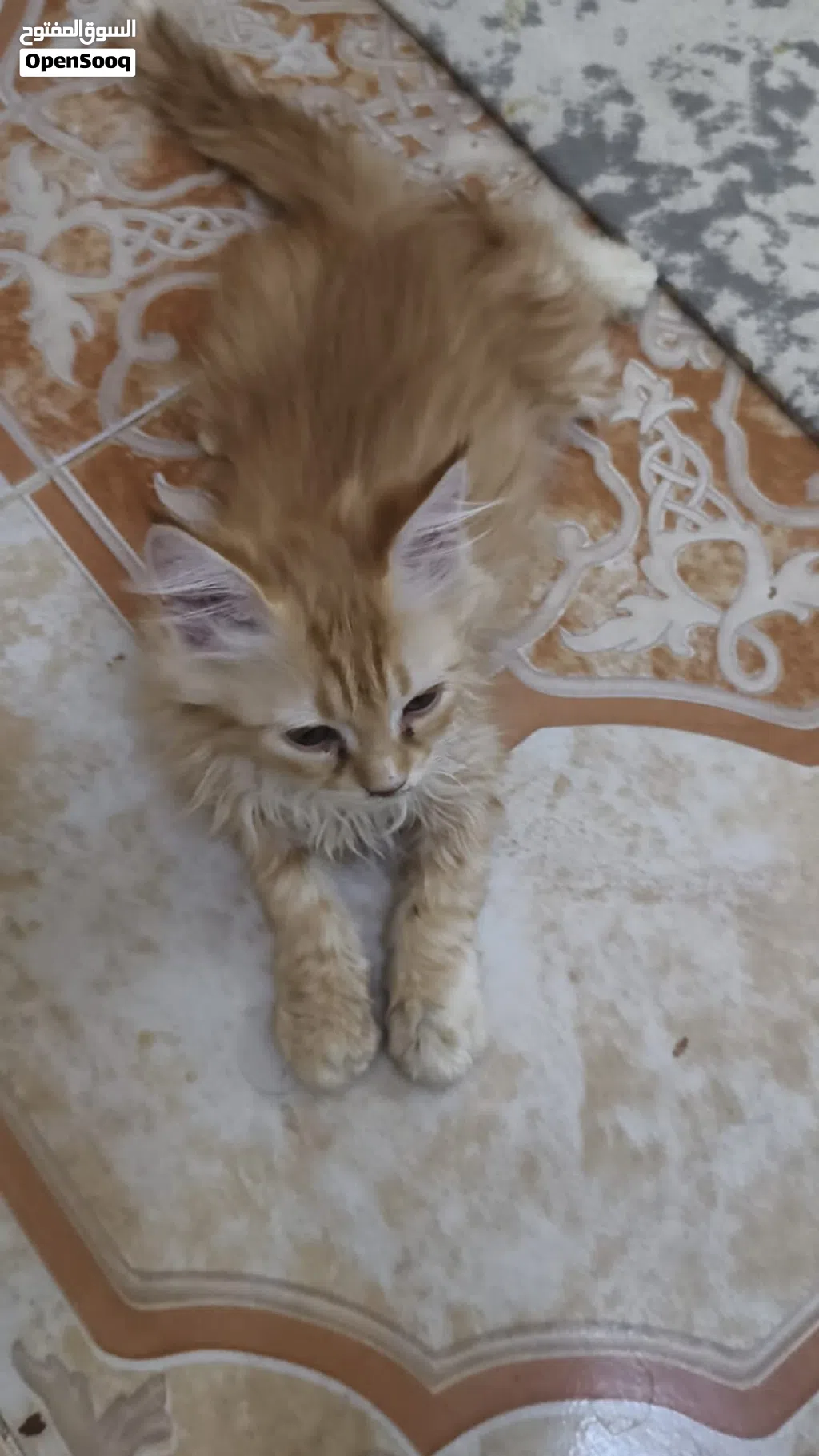 للبيع قطتين شيرازيه