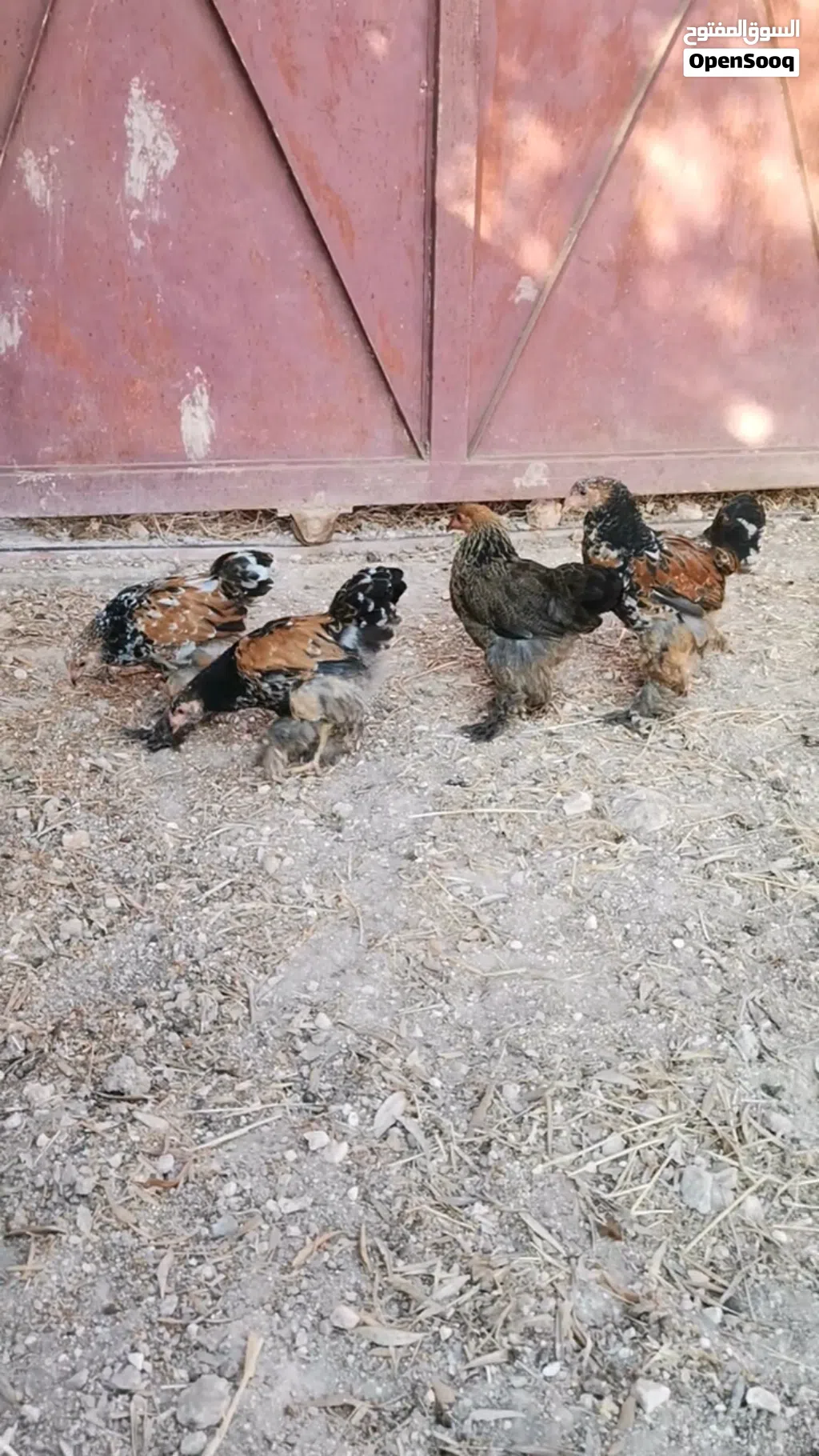 براهمي بورسلان