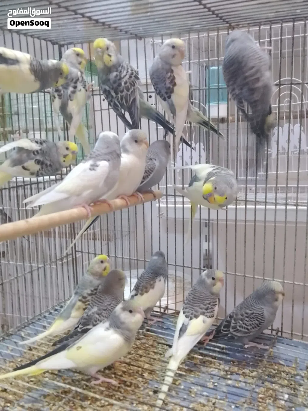 متاح طيور حب شكري برصاص وتركيب شكري