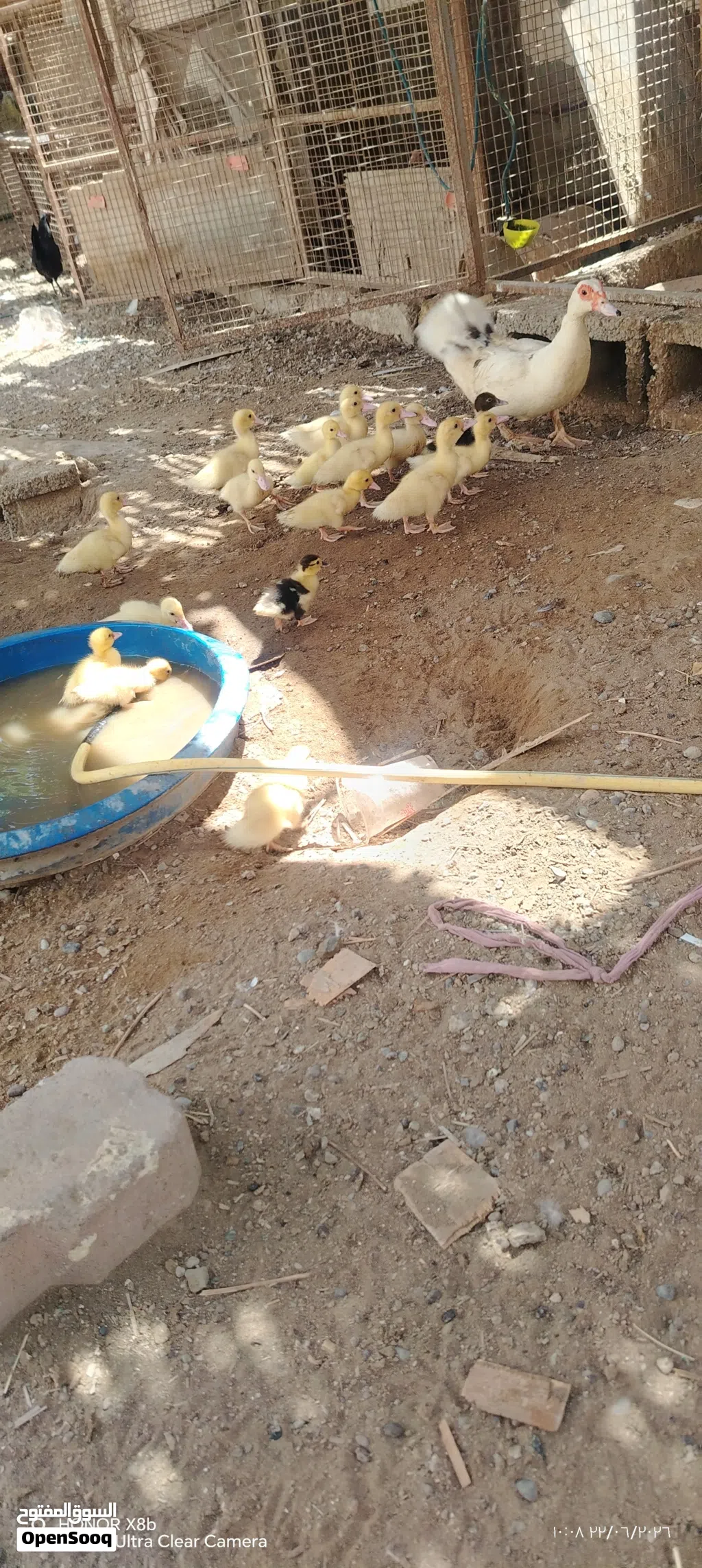 للبيع فروخ بط مصري