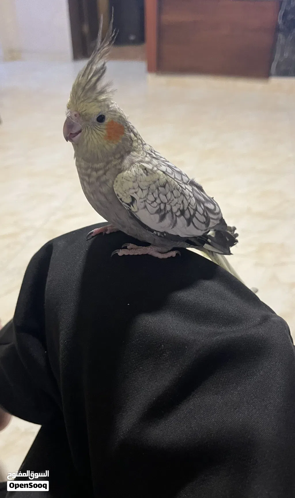 فراخ كوكتيل للبيع بسعر مناسب