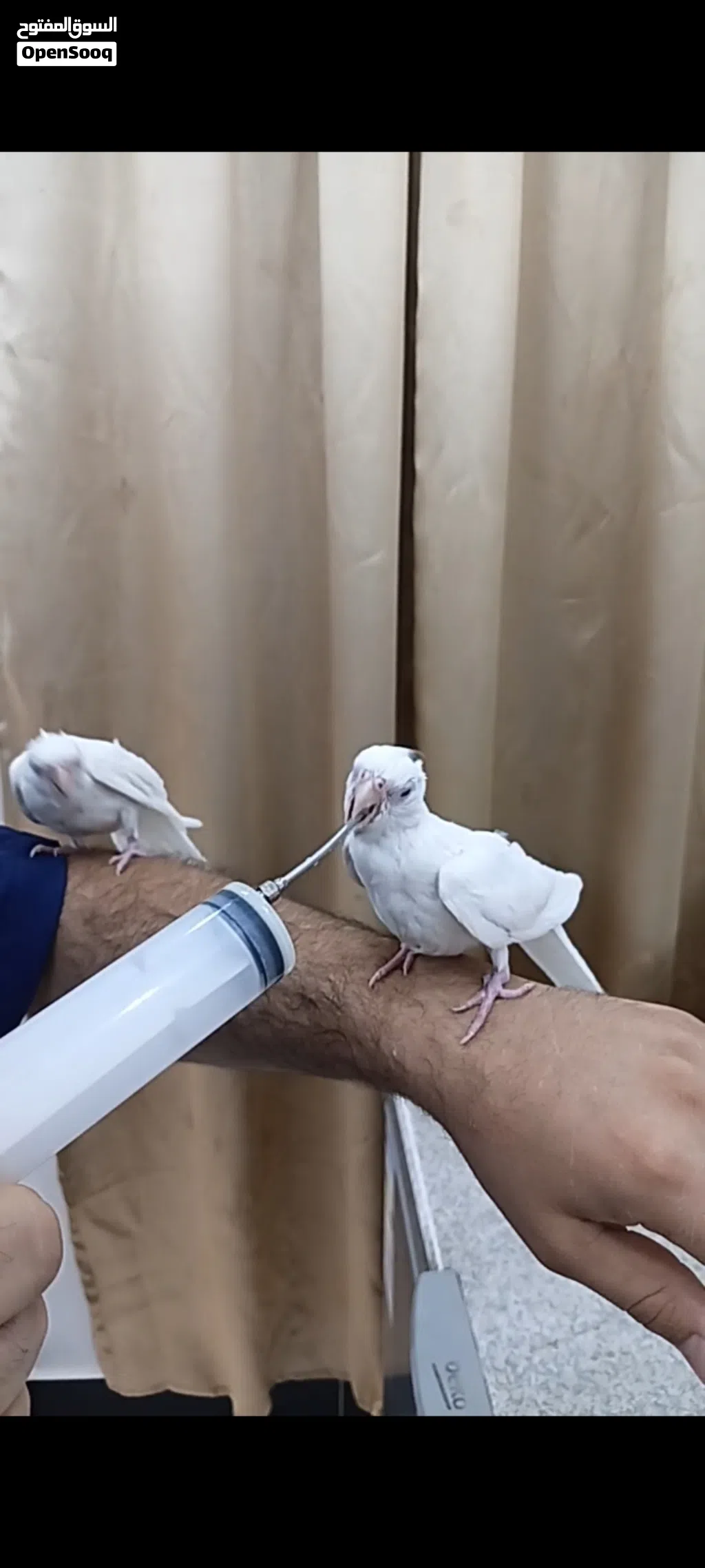 زوج كوكتيلات البينو ربه طينه عمر 4 اشهر يطلع خارج منزل وين ماتروح وراك تصيحله يجيك