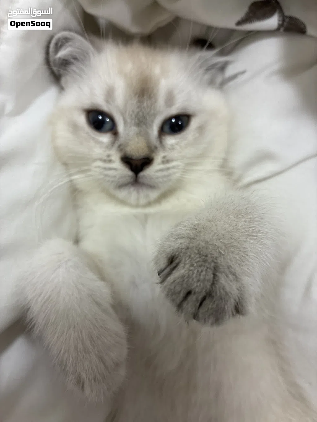 هملايه Vaccinated two months and a half