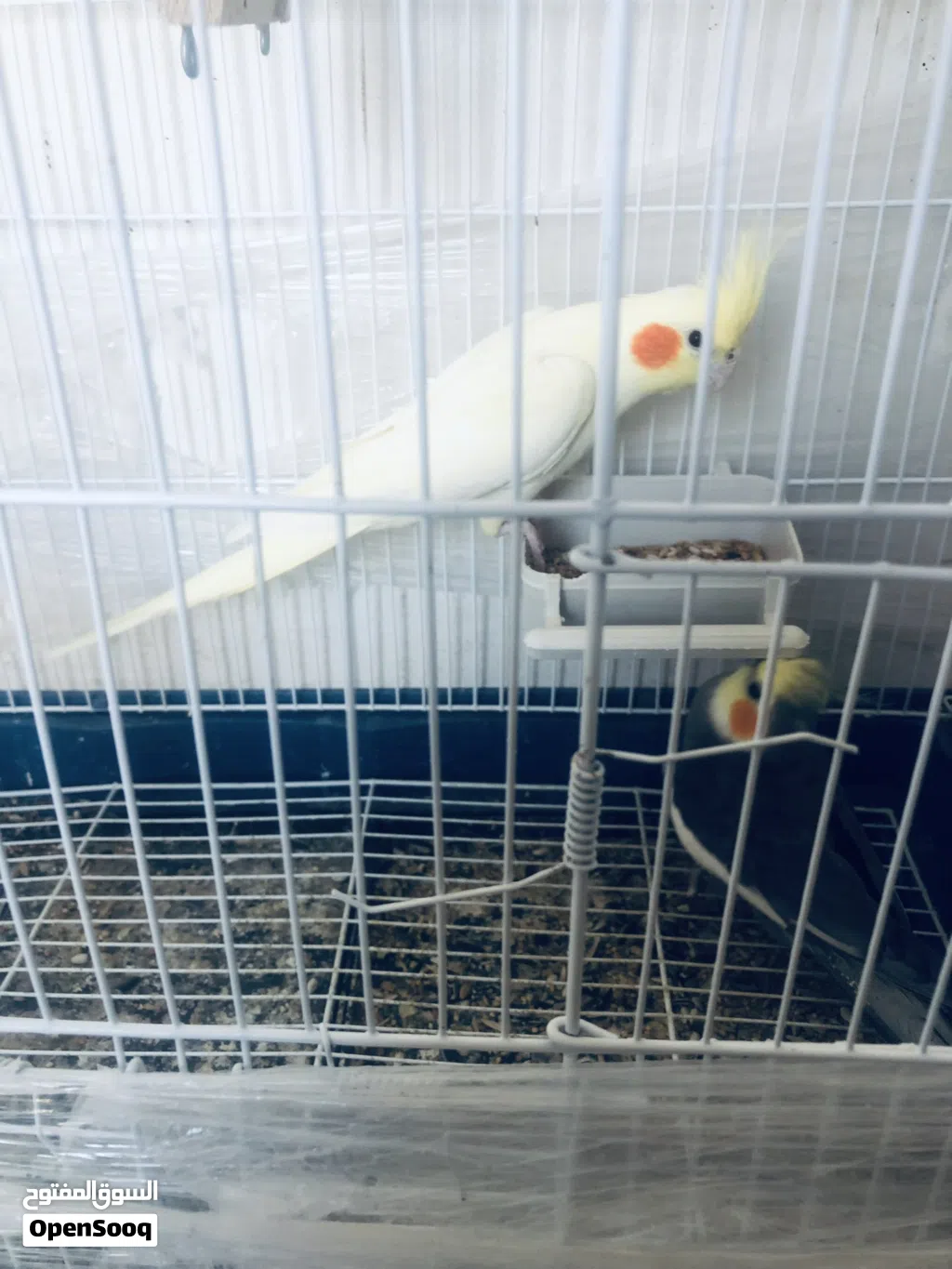 طيور للبيع
