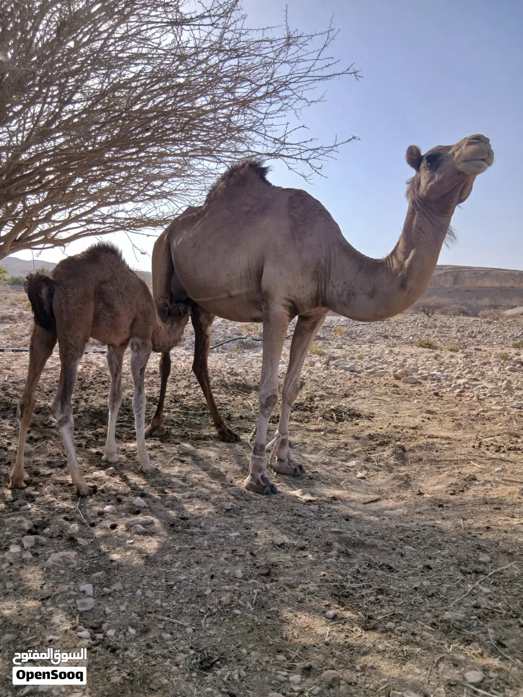 للبيع ناقه تحتهابكره بنت شهر