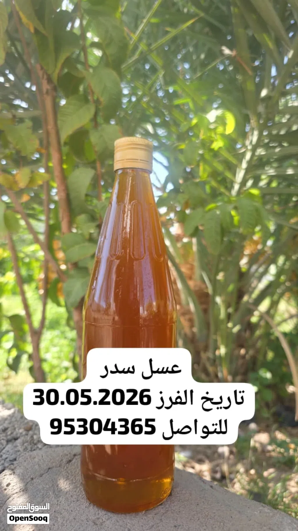 عسل السدر العماني 2026
