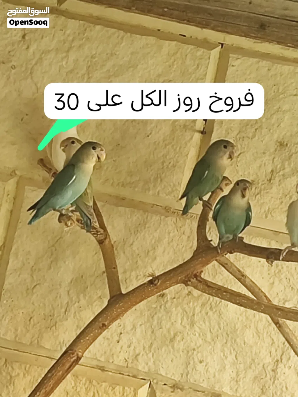 بادجي + روز