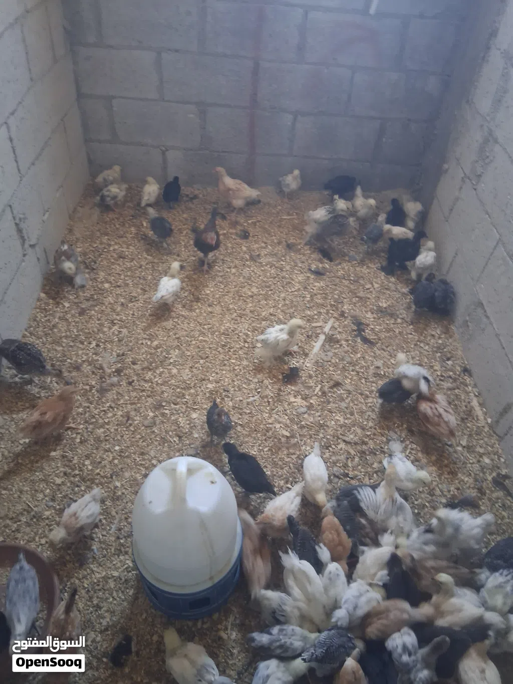 بيع فراخ صيصان