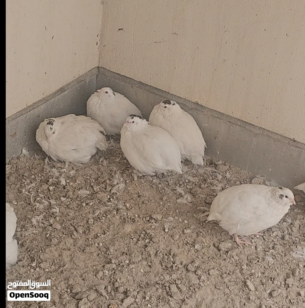 للبيع عدد 23 سمان تكساس حط سعرك اذا عجبني الله يبارك لك