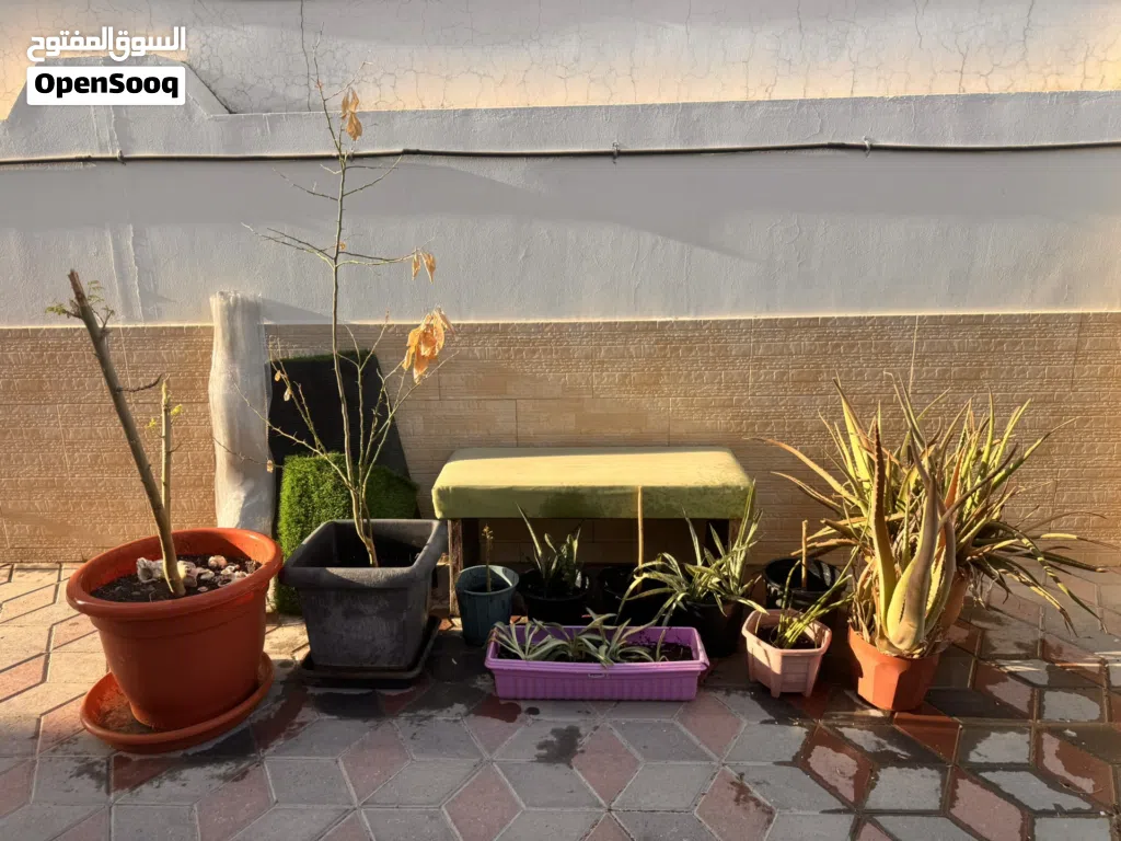 Plants bundle